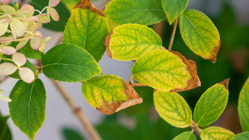 Close-up of green leaves