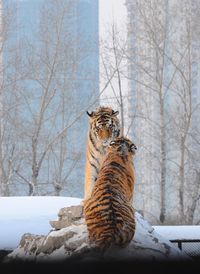 View of tigers  on snow