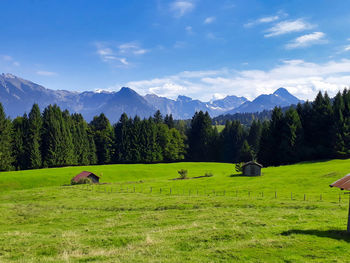 Scenic view of grassy field against sky