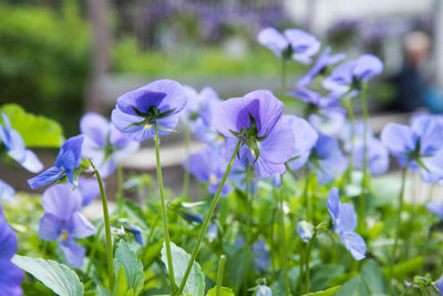 Close-up of purple flowering plants on field