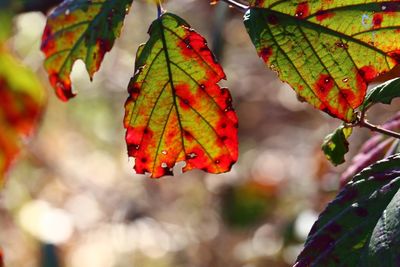 Close-up of autumn leaves on tree