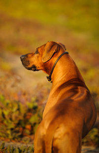 Rhodesian ridgeback on grass at park