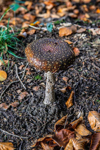Close-up of mushroom growing on field