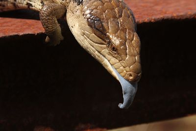 Close-up of lizard in zoo