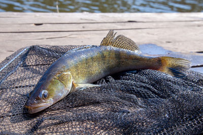 Close-up of fish on sand