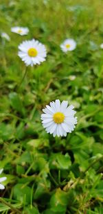 Close-up of white daisy flower on field