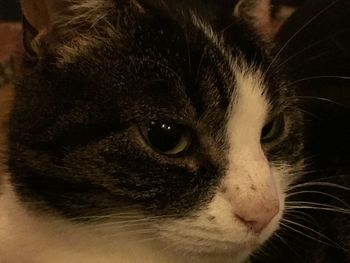 Close-up of cat