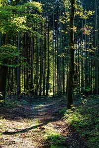 Trees in forest