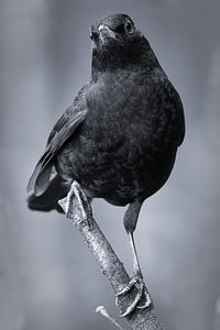 Close-up of bird perching on branch