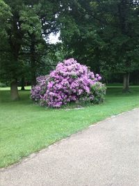 View of flowering plants in park