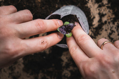 Home plant growing concept. human hands transplant seedlings into separate containers with soil