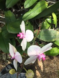 Close-up of pink flower