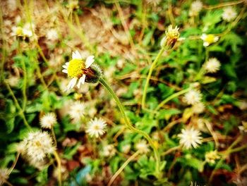 Close-up of white flowers