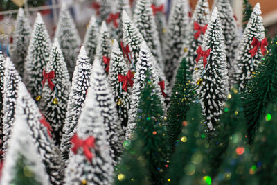 Close-up of tree during winter