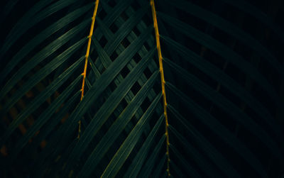 Low angle view of plants at night