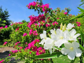 Close-up of white flowers blooming outdoors