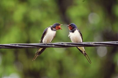 Close-up of birds perching on branch