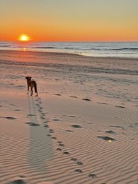 View of dog on beach during sunset
