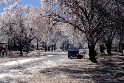 Car on snow covered trees