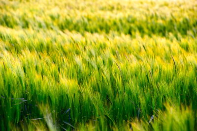 Full frame shot of corn field