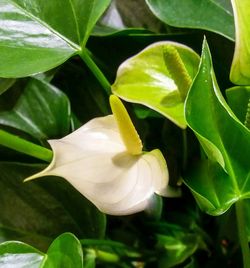 Close-up of flower blooming outdoors