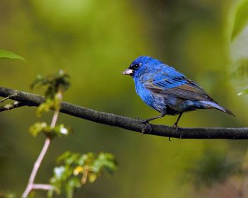 Side view of indigo bunting perching on branch
