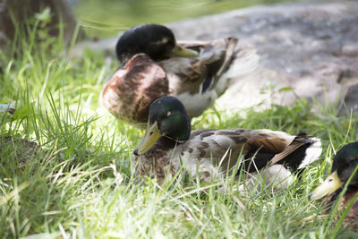 Mallard drakes anas platyrhynchos on a pond shore