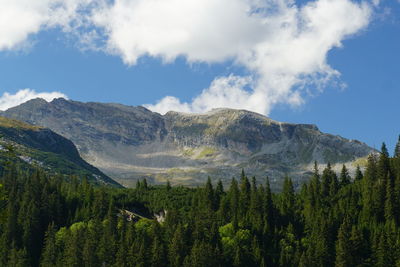 Scenic view of pine trees and mountains against sky