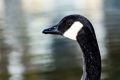 Close-up of swan swimming on lake