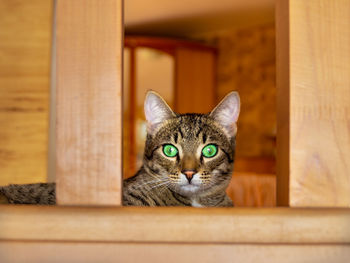 Portrait of cat relaxing on wood
