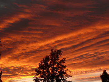 Low angle view of silhouette tree against orange sky