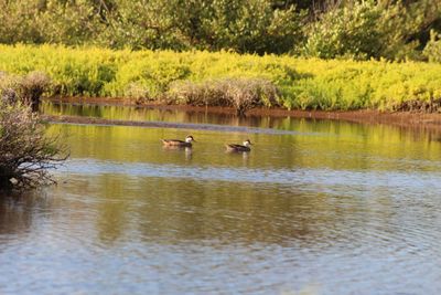 View of ducks in lake