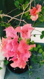 Close-up of pink flowers