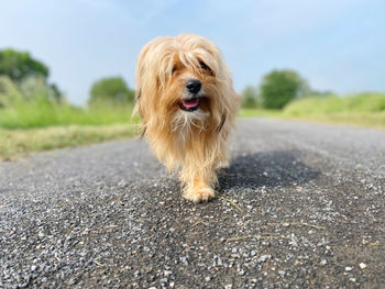 Close-up of dog on road