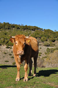 Cow standing in a field