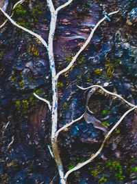 Full frame shot of tree growing in water