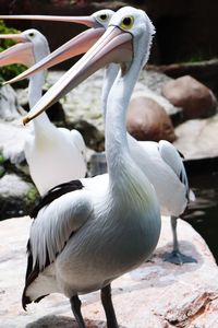 Dashing pelicans
