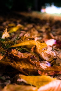 Close-up of autumnal leaves