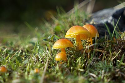 Close-up of orange mushroom growing on field