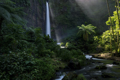 Scenic view of waterfall in forest