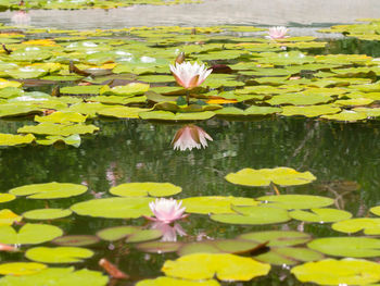 Close-up of lotus water lily in pond