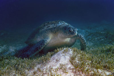 A green sea turtle - chelonia mydas - in the red sea