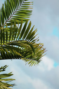 Low angle view of palm tree leaves against sky
