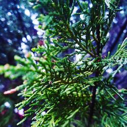 Low angle view of fresh green tree
