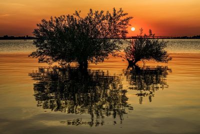 Silhouette tree by lake against sky during sunset