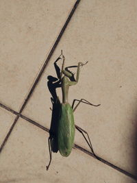 Close-up of insect on wall