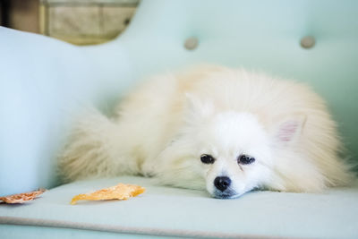 Close-up of dog resting