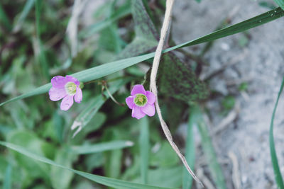 Close-up of pink flowering plant