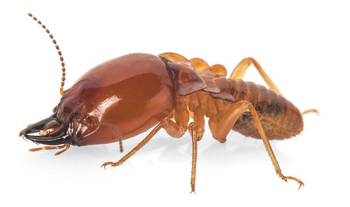 Close-up of insect over white background