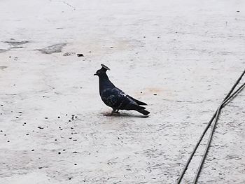 High angle view of bird on snow